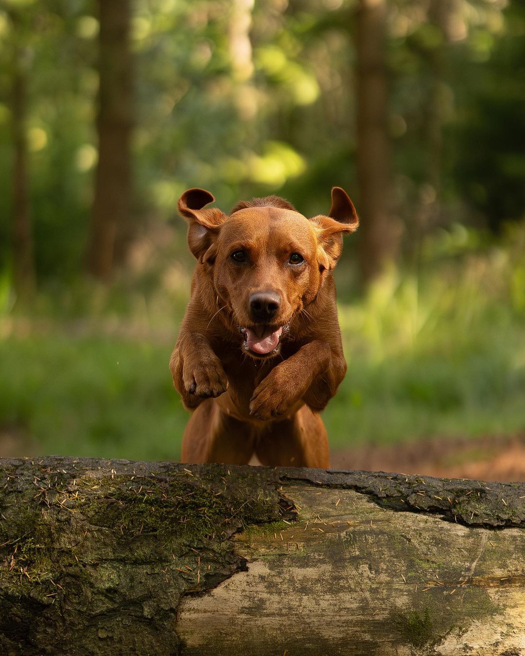 Dog leaping over a fallen tree